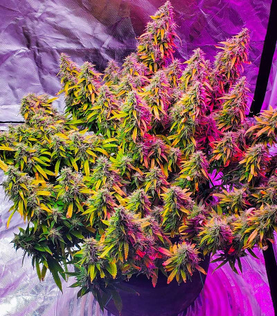 Сорт Gelato Glue Autoflower fem (Easy Grow Seeds) Сорт Gelato Glue Autoflower fem (Easy Grow Seeds) — изображение 6