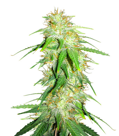 Сорт Gelato Glue Autoflower fem (Easy Grow Seeds) Сорт Gelato Glue Autoflower fem (Easy Grow Seeds)