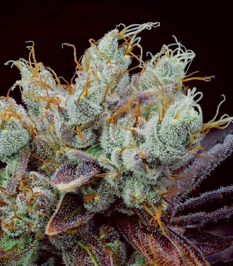 Сорт GMO Zkittlez F1 reg (Ethos Genetics) Сорт GMO Zkittlez F1 reg (Ethos Genetics) — изображение 5