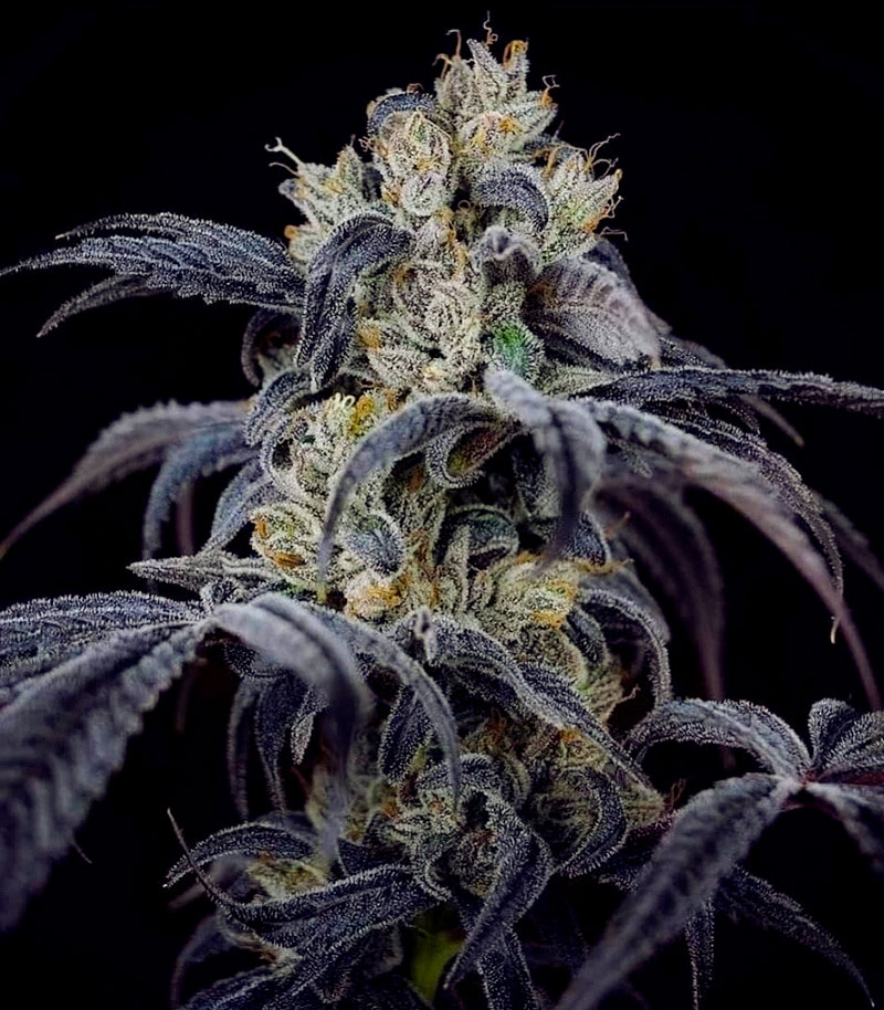 Сорт GMO Zkittlez F1 reg (Ethos Genetics) Сорт GMO Zkittlez F1 reg (Ethos Genetics) — изображение 4
