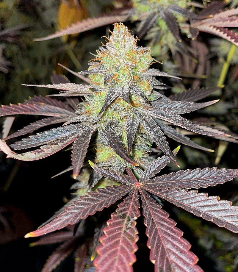 Сорт GMO Zkittlez F1 reg (Ethos Genetics) Сорт GMO Zkittlez F1 reg (Ethos Genetics) — изображение 6