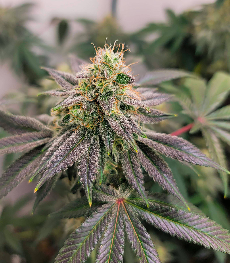 Сорт GMO Zkittlez F1 reg (Ethos Genetics) Сорт GMO Zkittlez F1 reg (Ethos Genetics) — изображение 8
