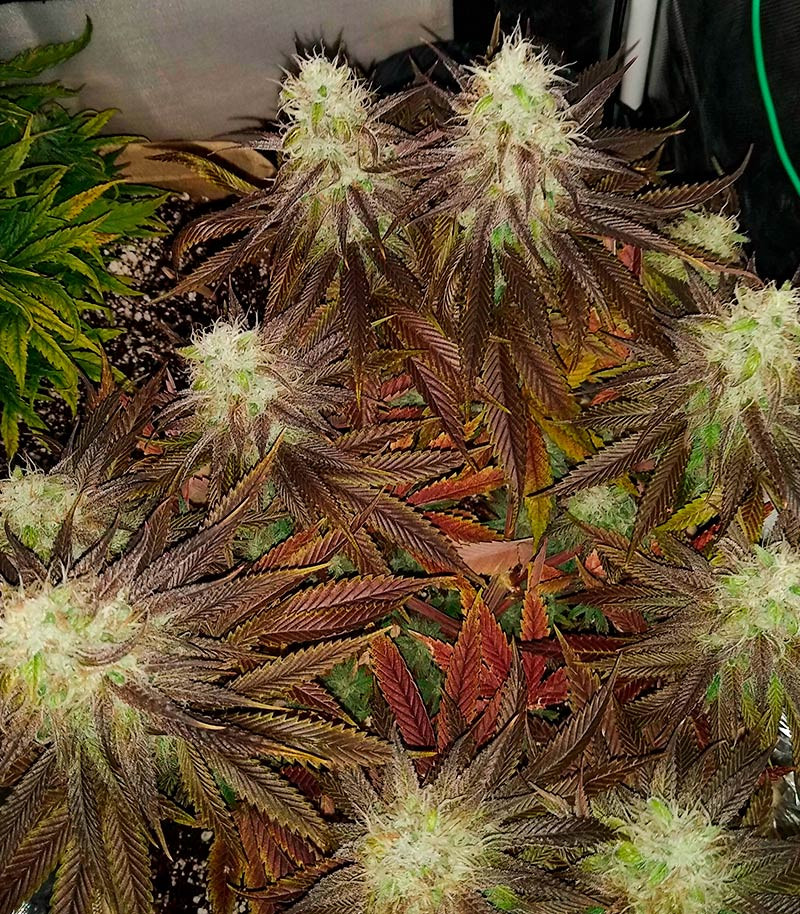 Сорт GMO Zkittlez F1 reg (Ethos Genetics) Сорт GMO Zkittlez F1 reg (Ethos Genetics) — изображение 9