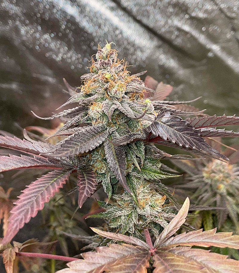 Сорт GMO Zkittlez F1 reg (Ethos Genetics) Сорт GMO Zkittlez F1 reg (Ethos Genetics) — изображение 10