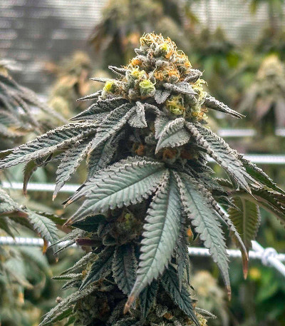 Сорт Humboldt Pound Cake fem (Humboldt Seed Company) Сорт Humboldt Pound Cake fem (Humboldt Seed Company) — изображение 4