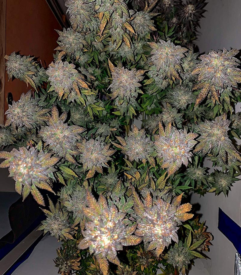 Сорт Notorious THC fem (Humboldt Seed Company) Сорт Notorious THC fem (Humboldt Seed Company) — изображение 4