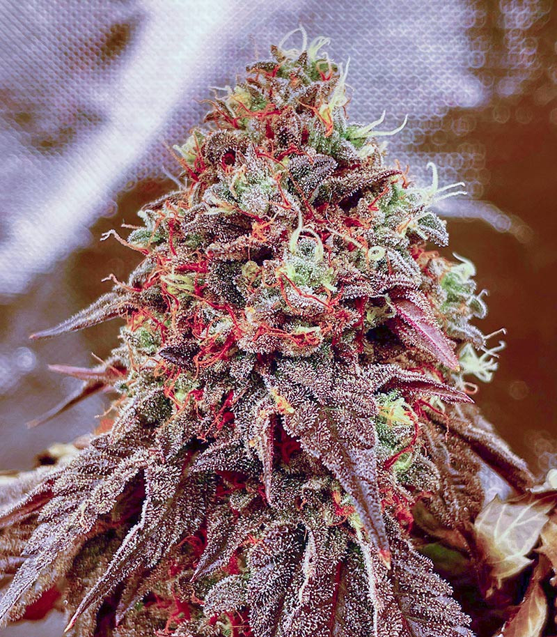 Сорт Notorious THC fem (Humboldt Seed Company) Сорт Notorious THC fem (Humboldt Seed Company) — изображение 3
