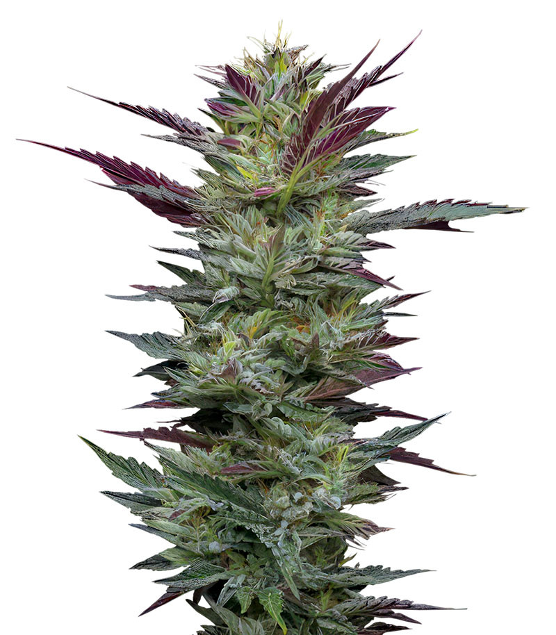 Сорт Notorious THC fem (Humboldt Seed Company) Сорт Notorious THC fem (Humboldt Seed Company)