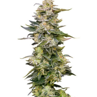 Сорт Nutter Budder fem (Humboldt Seed Company) Сорт Nutter Budder fem (Humboldt Seed Company)
