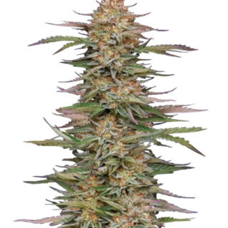 Сорт Orange Creampop fem (Humboldt Seed Company) Сорт Orange Creampop fem (Humboldt Seed Company)