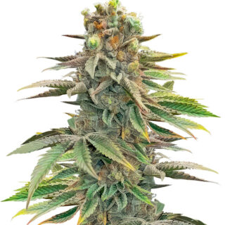 Сорт Pink Sunset Auto by Sherbinskis fem (Silent Seeds)