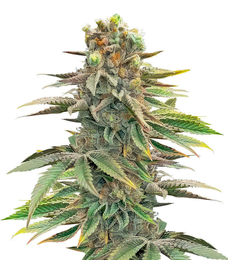 Сорт Pink Sunset Auto by Sherbinskis fem (Silent Seeds) Сорт Pink Sunset Auto by Sherbinskis fem (Silent Seeds)