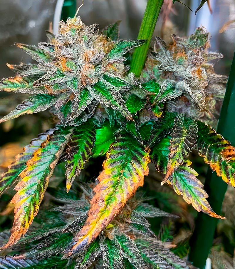 Сорт Pink Sunset Auto by Sherbinskis fem (Silent Seeds) Сорт Pink Sunset Auto by Sherbinskis fem (Silent Seeds) — изображение 3
