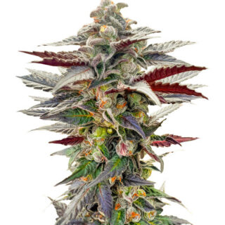 Сорт Pink Sunset by Sherbinskis fem (Silent Seeds)