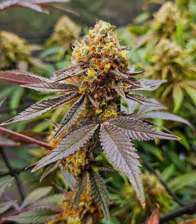 Сорт Poddy Mouth fem (Humboldt Seed Company) Сорт Poddy Mouth fem (Humboldt Seed Company) — изображение 5