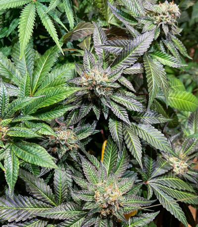 Сорт Poddy Mouth fem (Humboldt Seed Company) Сорт Poddy Mouth fem (Humboldt Seed Company) — изображение 7