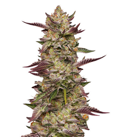 Сорт Poddy Mouth fem (Humboldt Seed Company) Сорт Poddy Mouth fem (Humboldt Seed Company)