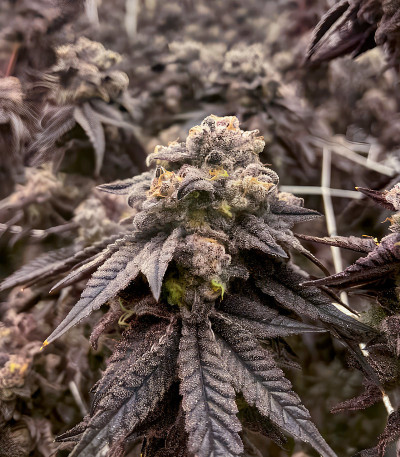Сорт Polar Gelato by Sherbinskis fem (Silent Seeds) Сорт Polar Gelato by Sherbinskis fem (Silent Seeds) — изображение 3