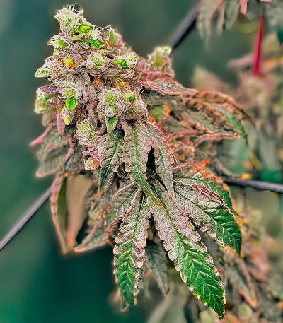 Сорт Polar Gelato by Sherbinskis fem (Silent Seeds) Сорт Polar Gelato by Sherbinskis fem (Silent Seeds) — изображение 4