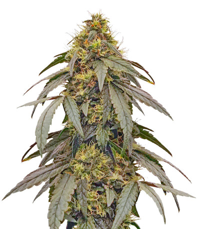 Сорт Polar Gelato by Sherbinskis fem (Silent Seeds) Сорт Polar Gelato by Sherbinskis fem (Silent Seeds)