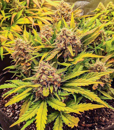 Сорт Quarter Pounder Autoflower fem (Easy Grow Seeds) Сорт Quarter Pounder Autoflower fem (Easy Grow Seeds) — изображение 4