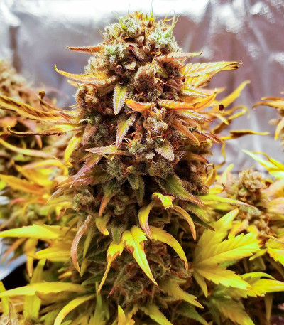Сорт Quarter Pounder Autoflower fem (Easy Grow Seeds) Сорт Quarter Pounder Autoflower fem (Easy Grow Seeds) — изображение 3