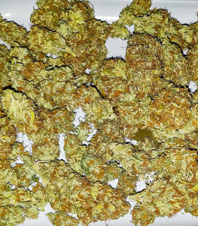 Сорт Quarter Pounder Autoflower fem (Easy Grow Seeds) Сорт Quarter Pounder Autoflower fem (Easy Grow Seeds) — изображение 5