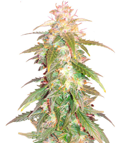 Сорт Quarter Pounder Autoflower fem (Easy Grow Seeds) Сорт Quarter Pounder Autoflower fem (Easy Grow Seeds)