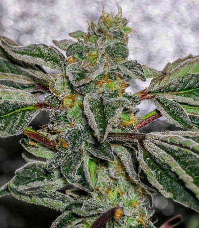 Сорт Vanilla Frosting fem (Humboldt Seed Company) Сорт Vanilla Frosting fem (Humboldt Seed Company) — изображение 3