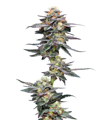 Сорт Vanilla Frosting fem (Humboldt Seed Company) Сорт Vanilla Frosting fem (Humboldt Seed Company)