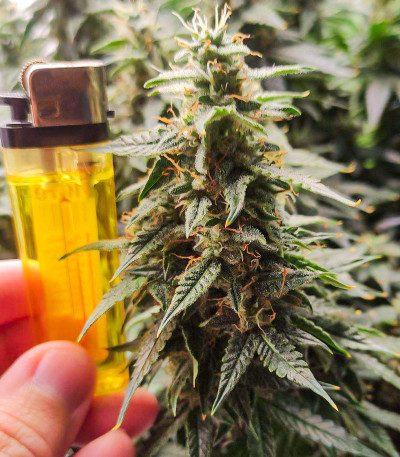 Сорт Wedding Cake Autoflower fem (Easy Grow Seeds) Сорт Wedding Cake Autoflower fem (Easy Grow Seeds) — изображение 4