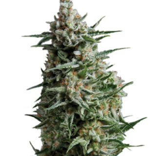 Сорт Anesthesia fem (Pyramid Seeds) Сорт Anesthesia fem (Pyramid Seeds)