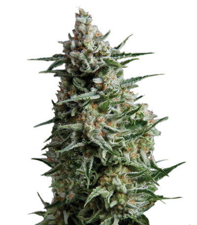 Сорт Anesthesia fem (Pyramid Seeds) Сорт Anesthesia fem (Pyramid Seeds)