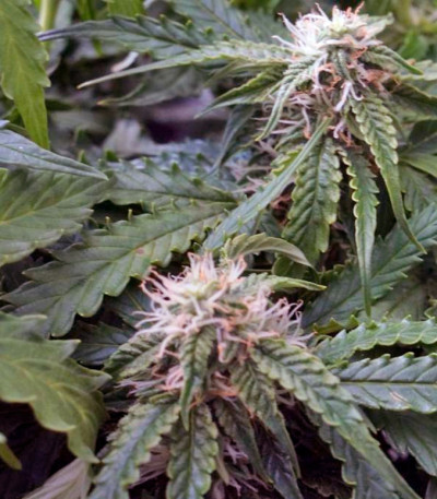 Сорт Anesthesia fem (Pyramid Seeds) Сорт Anesthesia fem (Pyramid Seeds) — изображение 3