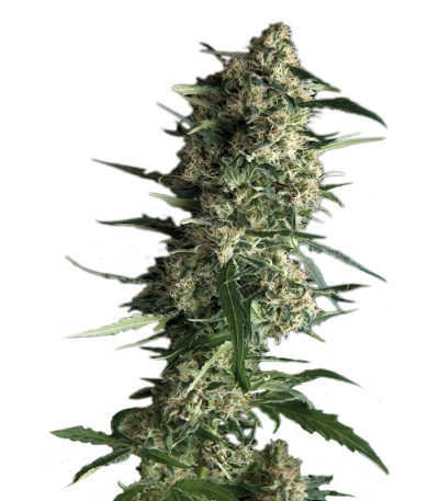 Сорт Auto Galaxy fem (Pyramid Seeds) Сорт Auto Galaxy fem (Pyramid Seeds)