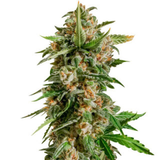 Сорт Auto Kryptonite fem (Pyramid Seeds) Сорт Auto Kryptonite fem (Pyramid Seeds)