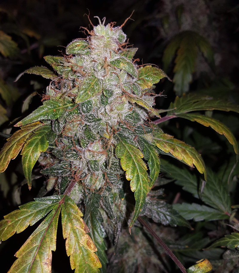 Сорт Auto White Widow fem (Pyramid Seeds) Сорт Auto White Widow fem (Pyramid Seeds) — изображение 3