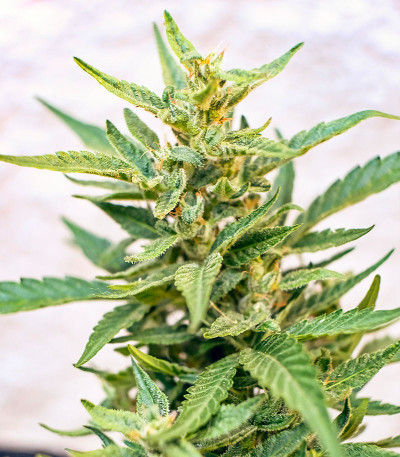 Сорт Auto CBD-Victory fem (Dutch Passion) Сорт Auto CBD-Victory fem (Dutch Passion) — изображение 4