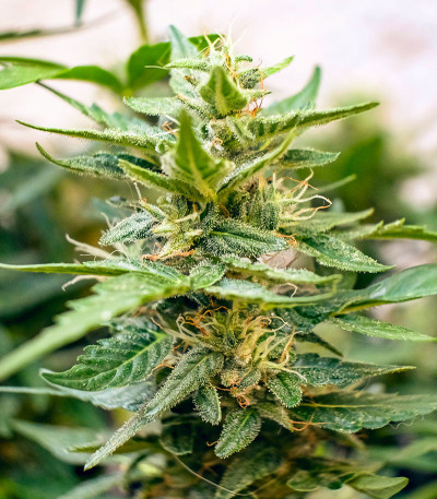 Сорт Auto CBD-Victory fem (Dutch Passion) Сорт Auto CBD-Victory fem (Dutch Passion) — изображение 3