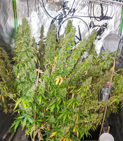 Сорт Auto CBD-Victory fem (Dutch Passion) Сорт Auto CBD-Victory fem (Dutch Passion) — изображение 5