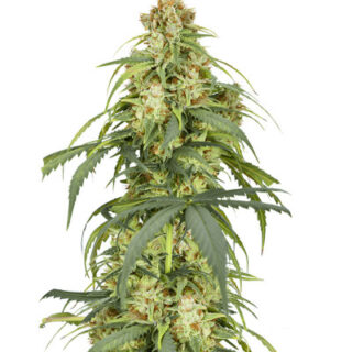 Сорт Auto CBD-Victory fem (Dutch Passion) Сорт Auto CBD-Victory fem (Dutch Passion)