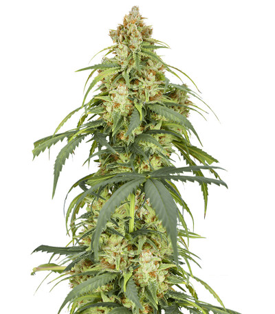 Сорт Auto CBD-Victory fem (Dutch Passion) Сорт Auto CBD-Victory fem (Dutch Passion)