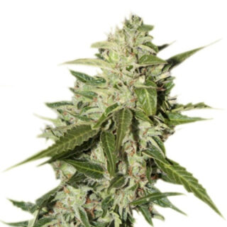 Сорт Auto Mazar fem (Dutch Passion)