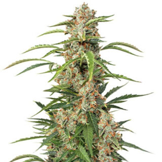 Сорт Auto Orange Bud fem (Dutch Passion)
