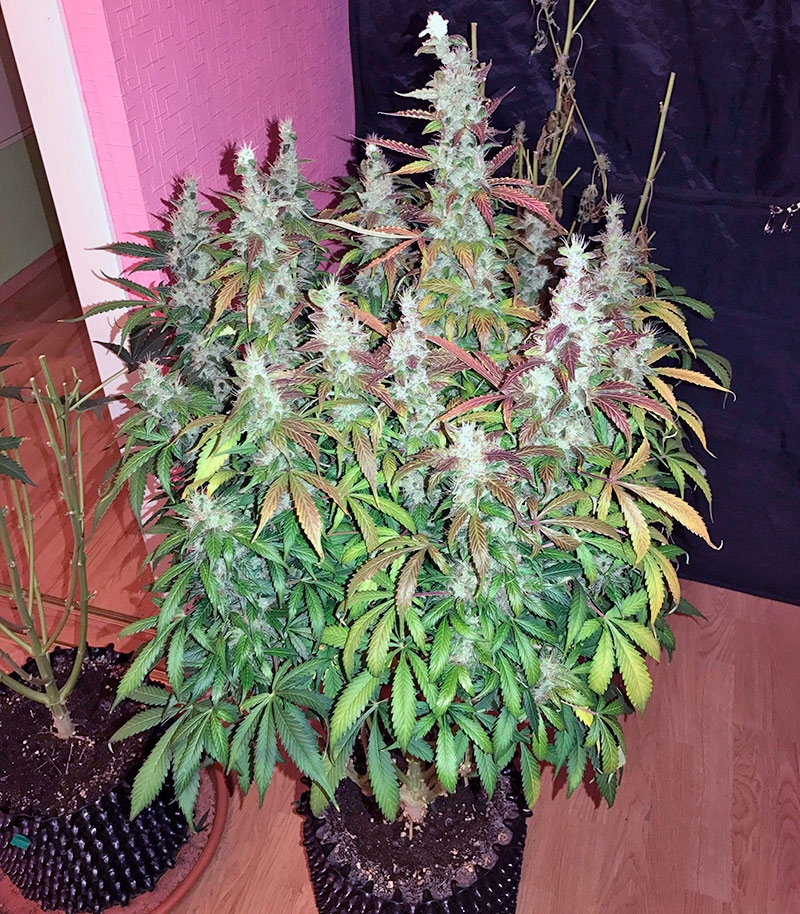 Сорт Auto White Widow fem (Pyramid Seeds) Сорт Auto White Widow fem (Pyramid Seeds) — изображение 6