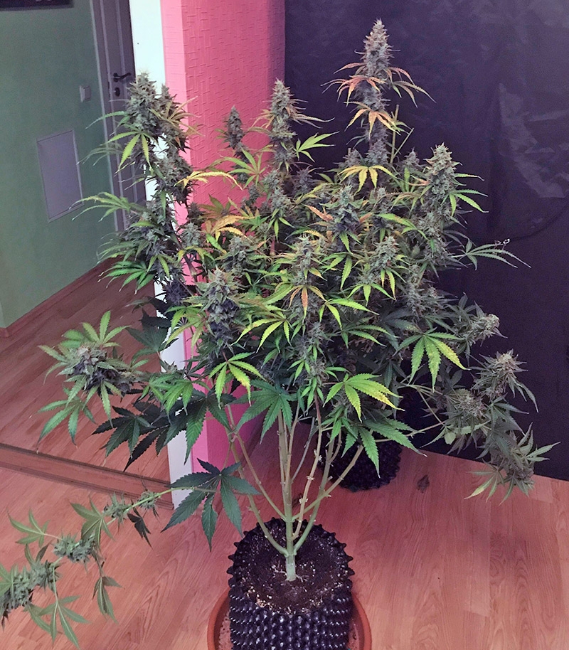 Сорт Auto White Widow fem (Pyramid Seeds) Сорт Auto White Widow fem (Pyramid Seeds) — изображение 8