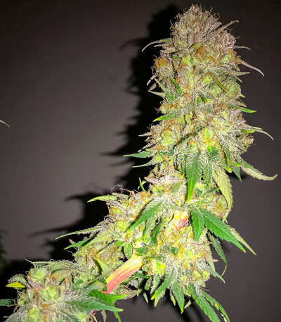 Сорт Banana Cookies fem (Advanced Seeds) Сорт Banana Cookies fem (Advanced Seeds) — изображение 3