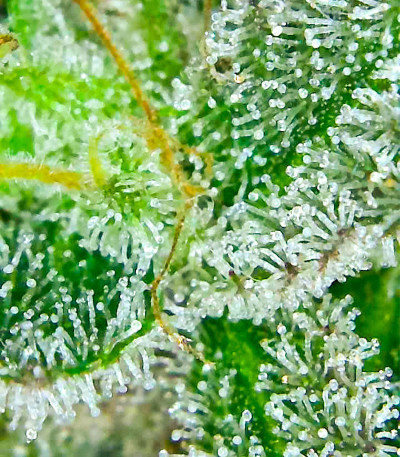 Сорт Banana Cookies fem (Advanced Seeds) Сорт Banana Cookies fem (Advanced Seeds) — изображение 4