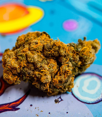 Сорт Banana Cookies fem (Advanced Seeds) Сорт Banana Cookies fem (Advanced Seeds) — изображение 5