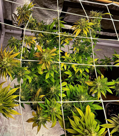 Сорт Banana Cookies fem (Advanced Seeds) Сорт Banana Cookies fem (Advanced Seeds) — изображение 6